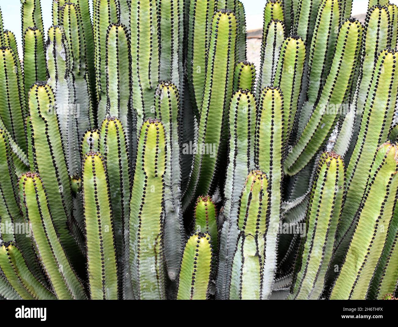 Canary Island Euphorbia canariensis spurge succulent growing close together Stock Photo