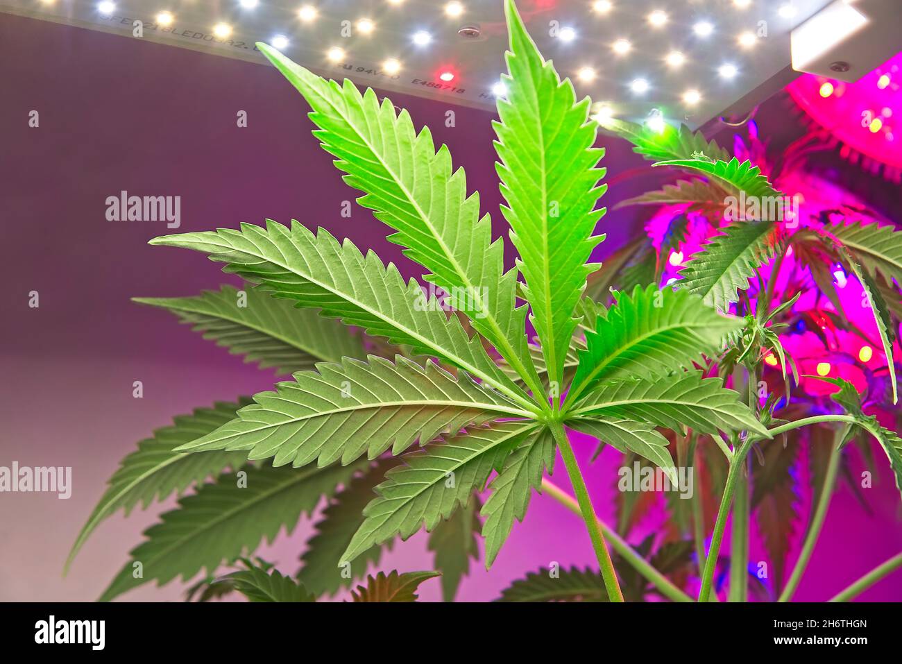 Big cannabis leaf from bottom in small growing room with modern white and purple LED lights. Stock Photo