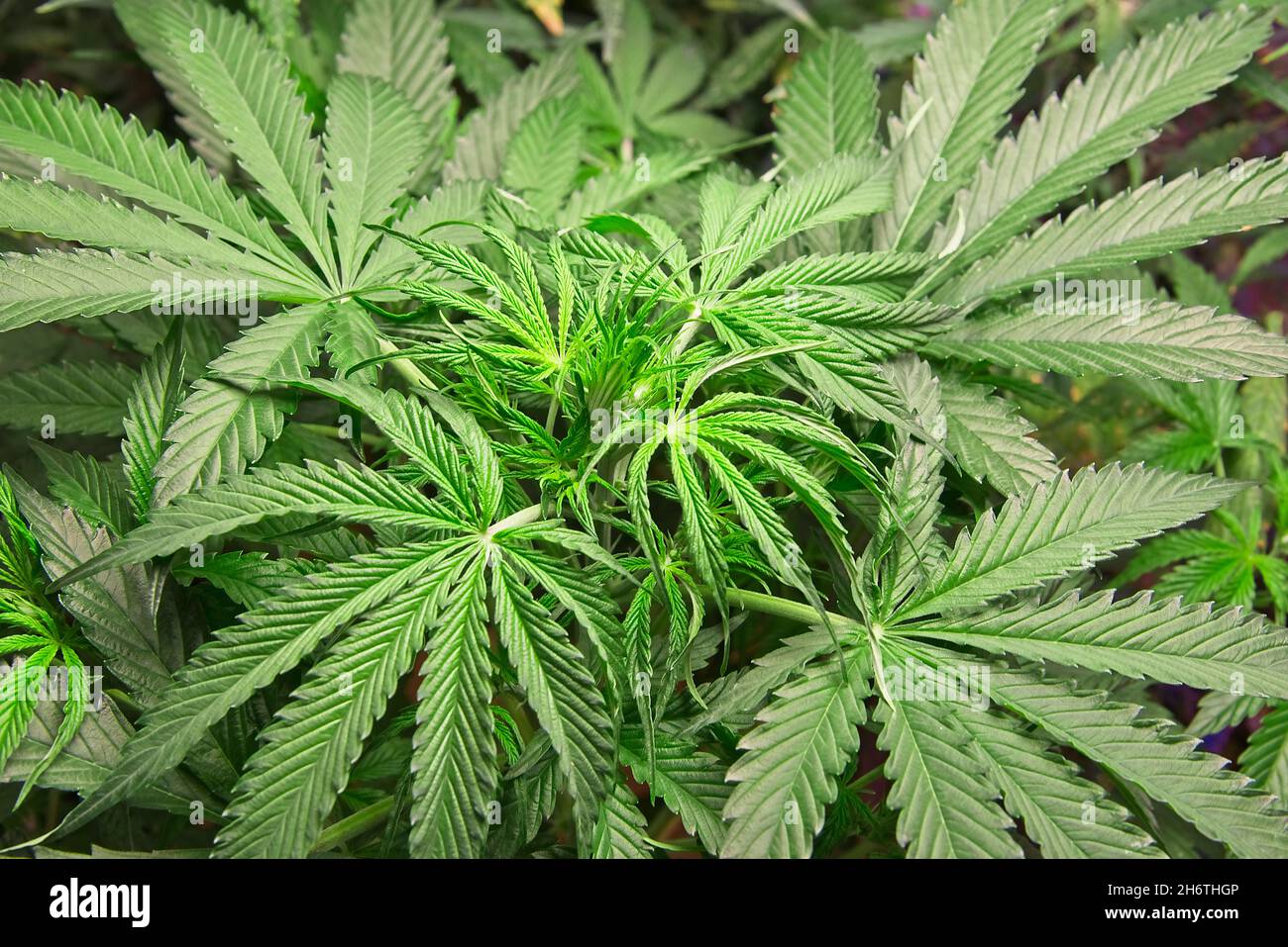 Nice healthy cannabis plant from top in a small growing room under white LED lights. Stock Photo