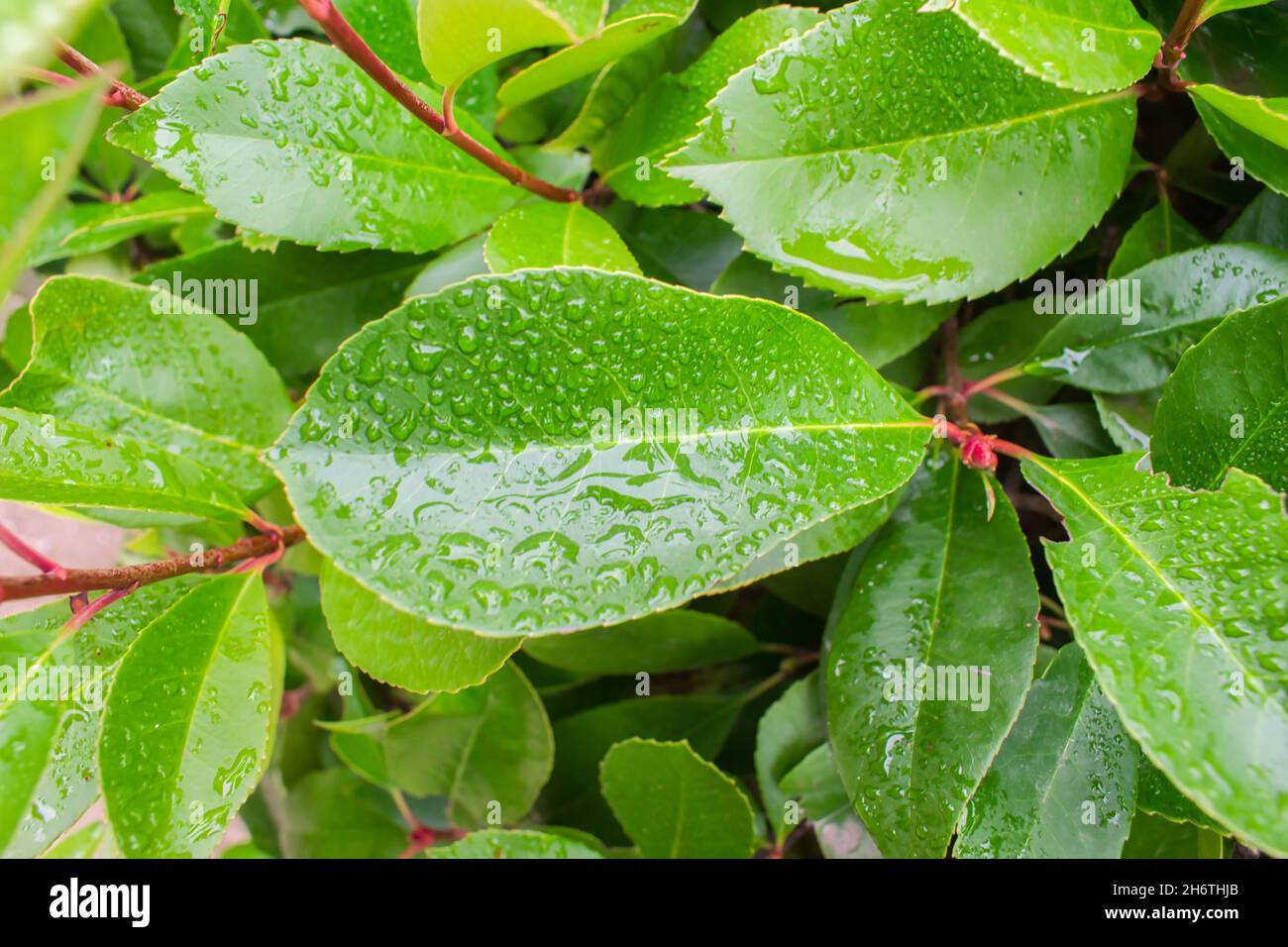 Closeup shot of green leaves with dew water drops Stock Photo - Alamy