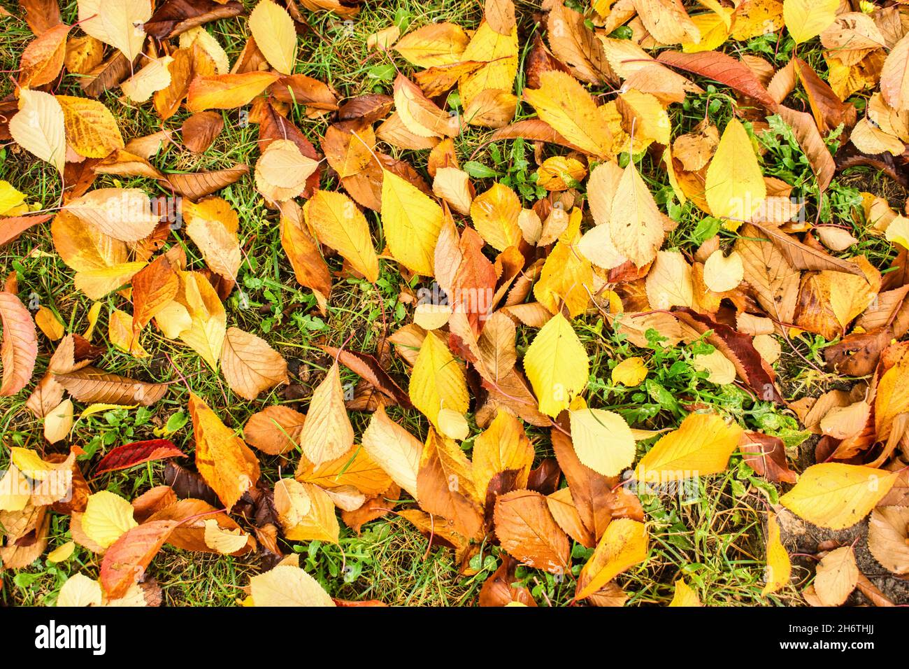 Top view of dry fallen tree leaves on grass in autumn Stock Photo - Alamy