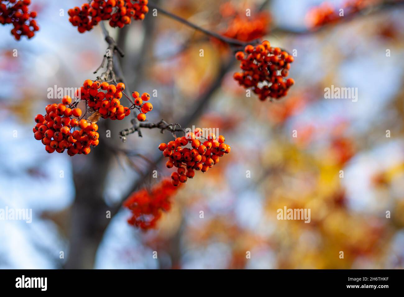 Berries of mountain ash branches are red on a blurry autumn background. Autumn harvest still life scene. Soft focus backdrop photography. Copy space. Stock Photo