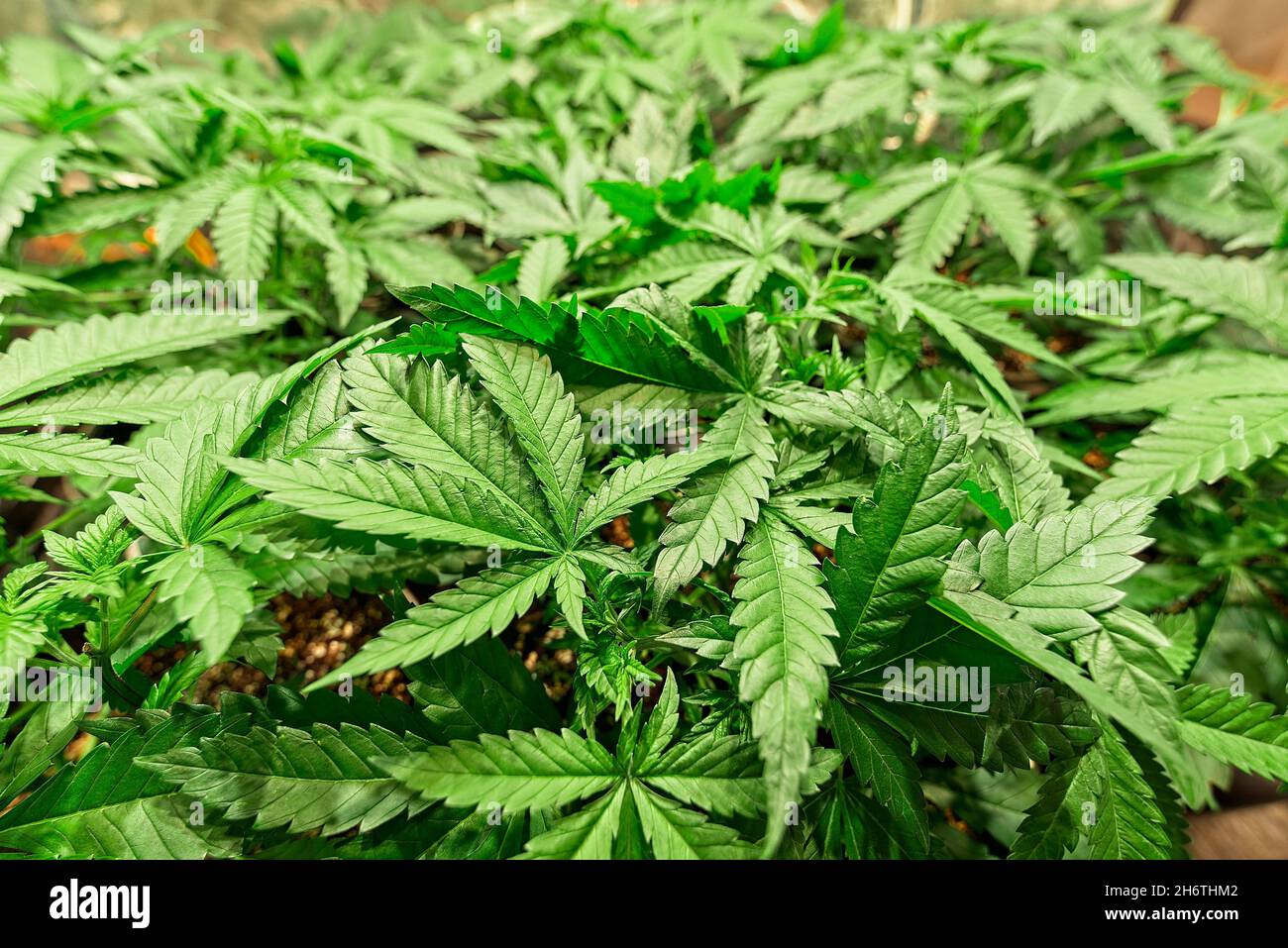 Growing and flowering nice healthy green cannabis plants in professional indoor setting. Iconic marihuana leaf in foreground foliage. Stock Photo