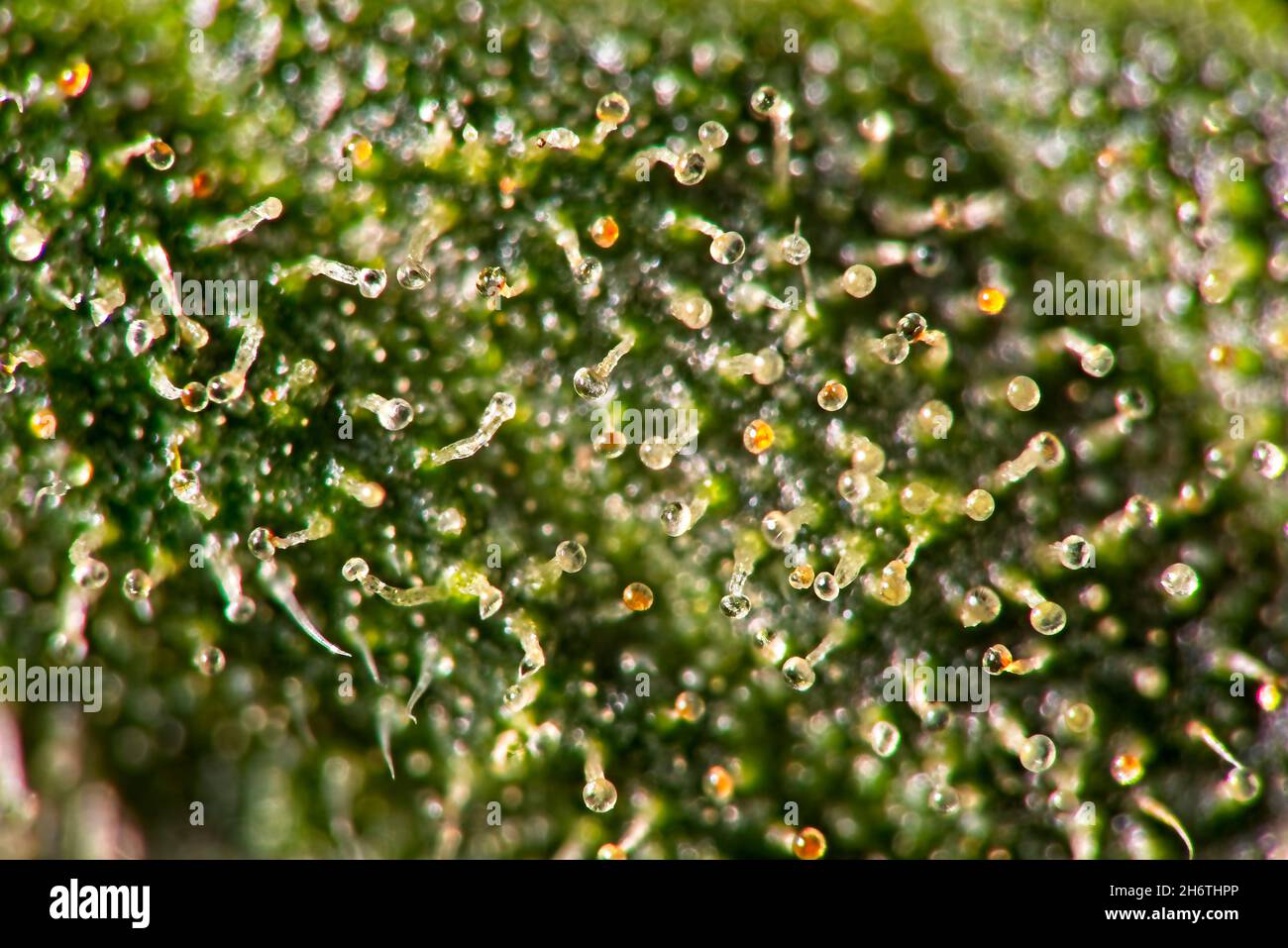 Cannabis trichomes under a microscope, f, Stock Video