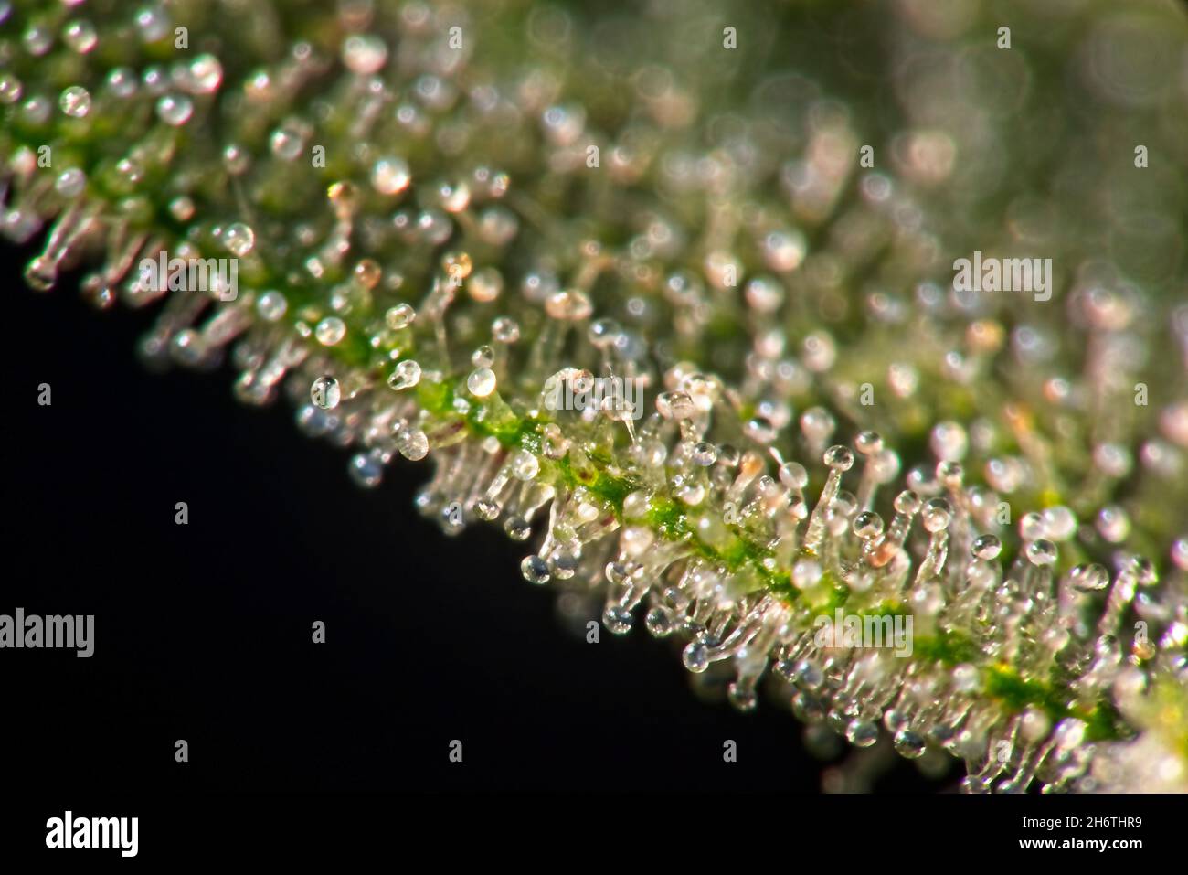 Trichome hi-res stock photography and images - Alamy
