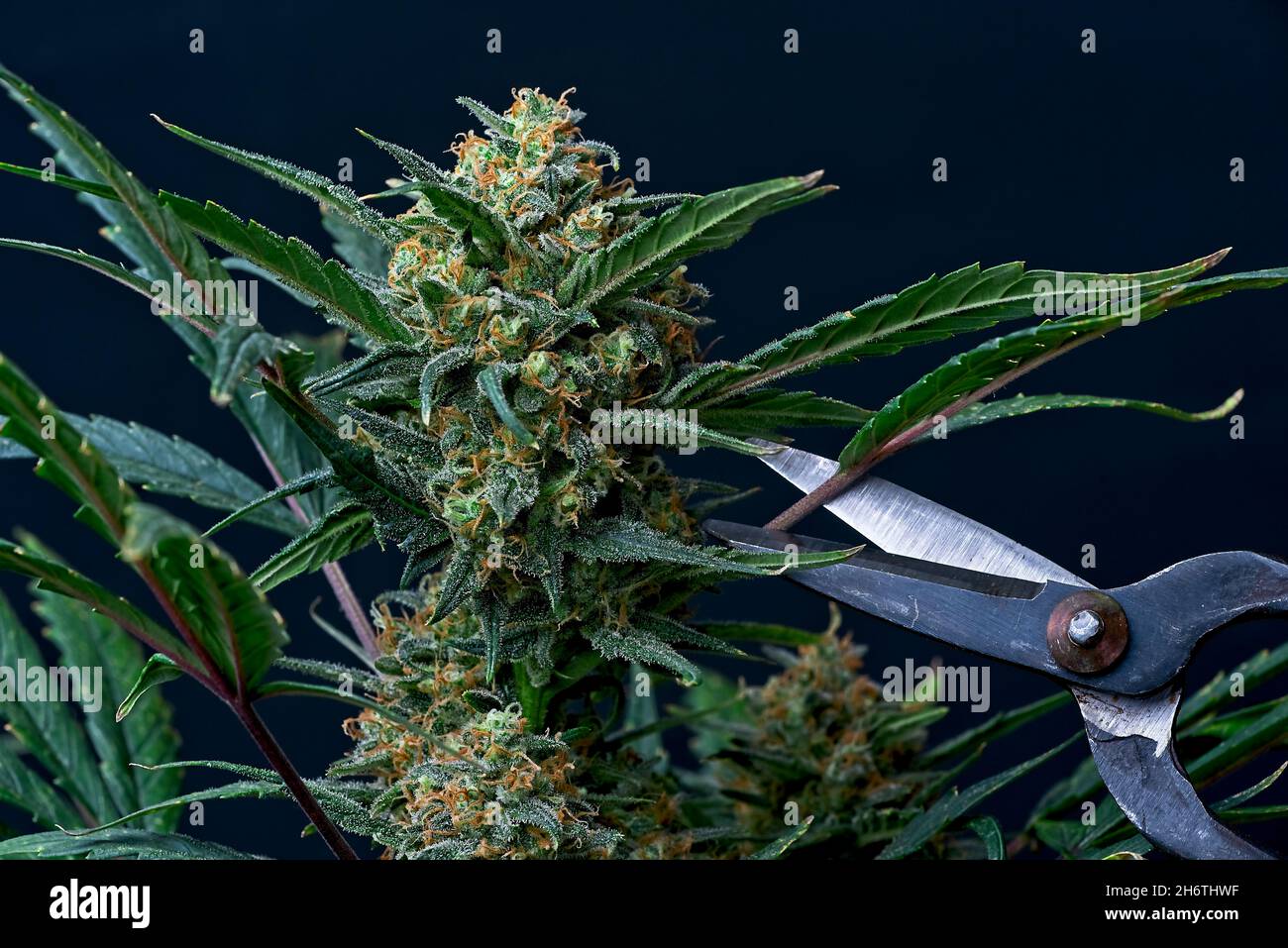 Special autoflower cannabis strain - epilogue
