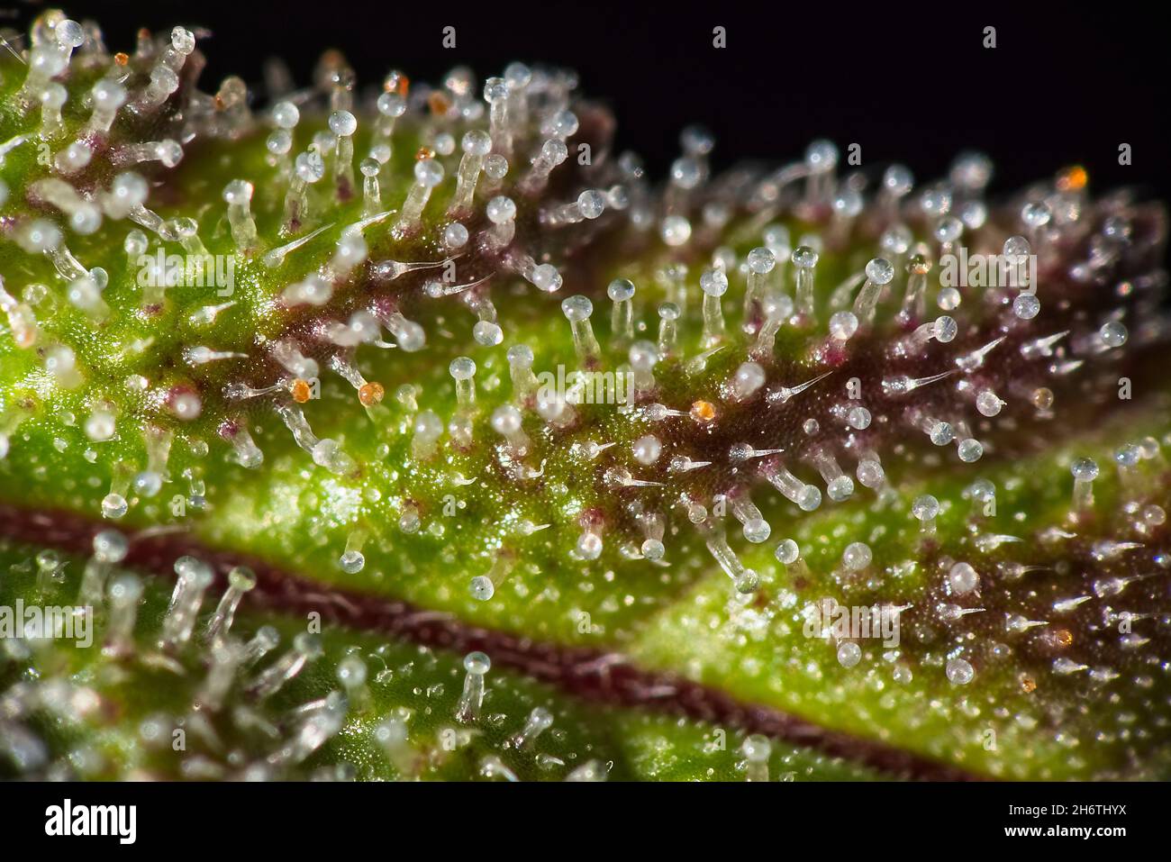 Super macro of cannabis plant trichomes full of THC on partly purple