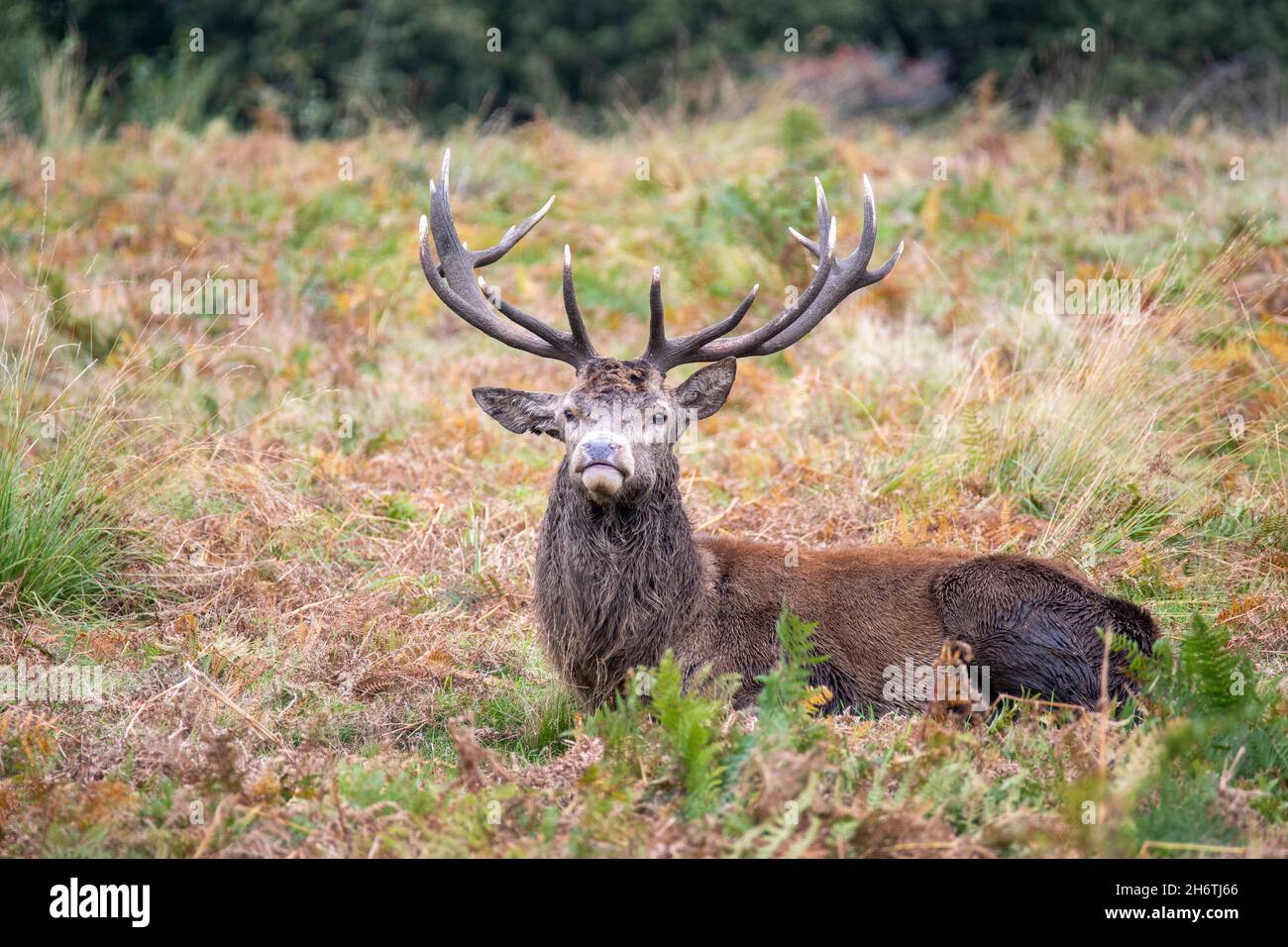 Red deer sitting broadside sideways to camera Stock Photo - Alamy
