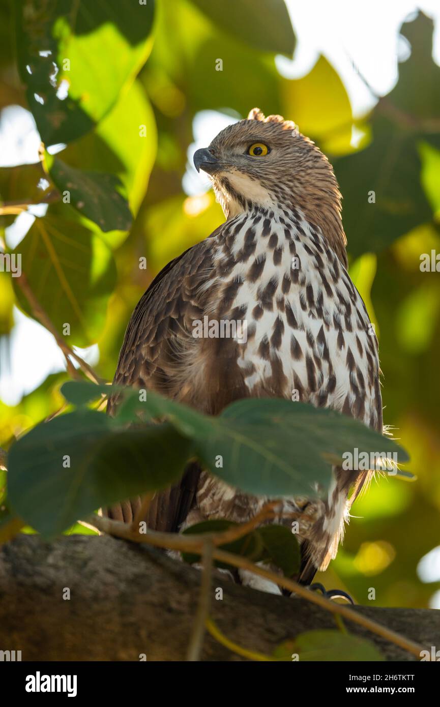 changeable or crested hawk eagle portrait perched on tree in natural green background and backlit or back light at jim corbett national park or forest Stock Photo