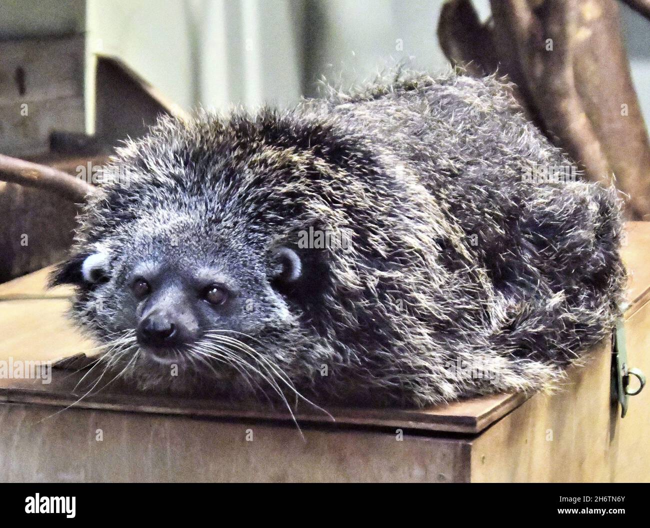 Photo shows a binturong, also known as a bearcat, at Tokuyama Zoo in the Yamaguchi Prefecture city of Shunan in western Japan. (Kyodo)==Kyodo Photo via Credit: Newscom/Alamy Live News Stock Photo