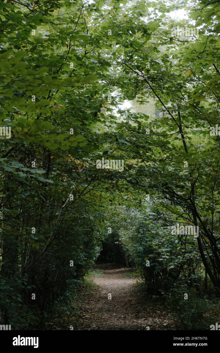 Vertical shot of a forest with a path amid dense green trees Stock ...