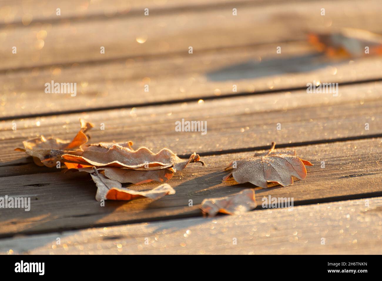 Sunlit oak leaves covered with hoarfrost lie on the boards, natural background Stock Photo