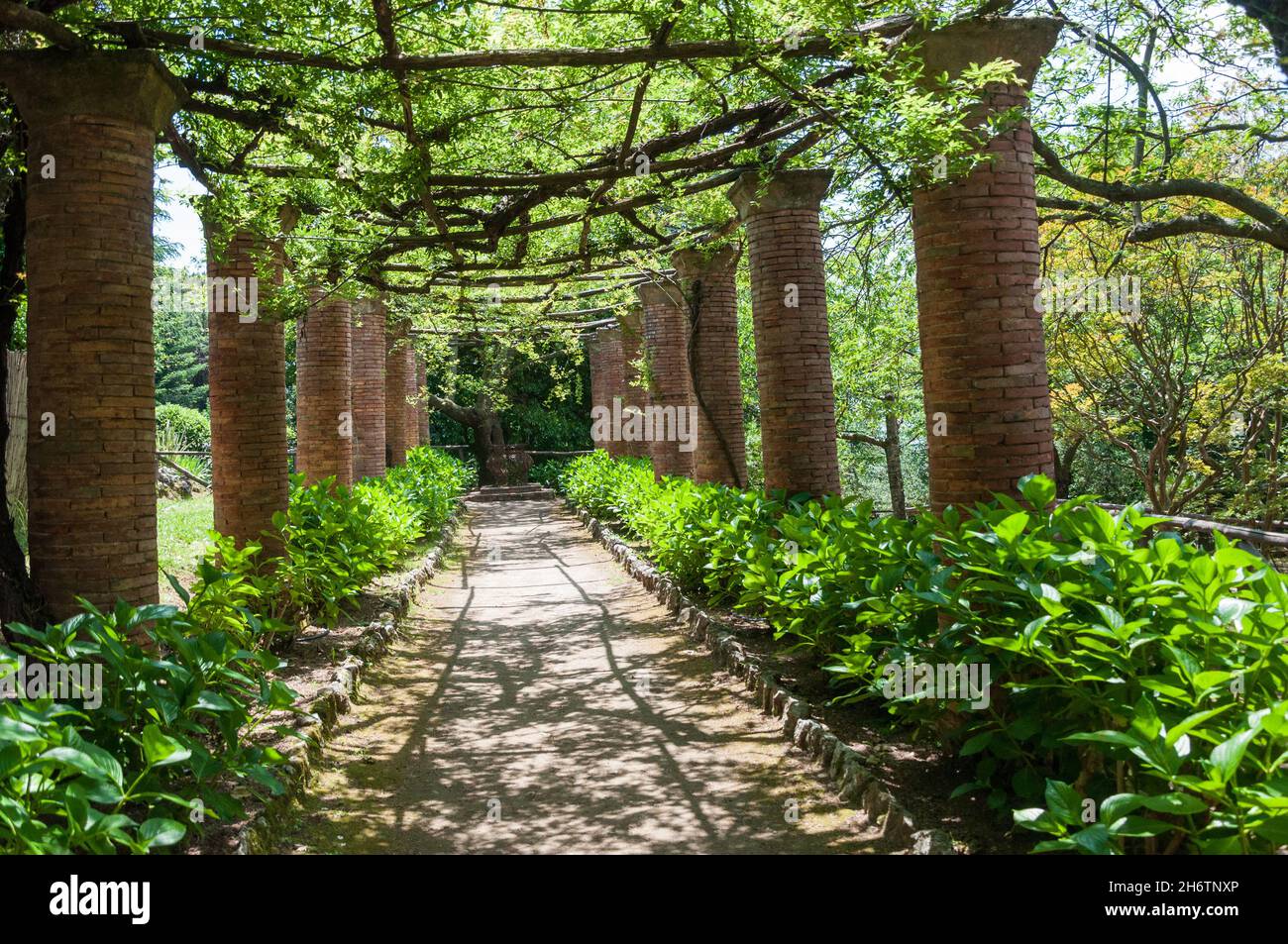 The Hortensia Avenue in the gardens of Villa Cimbrone, Ravello, Italy Stock Photo