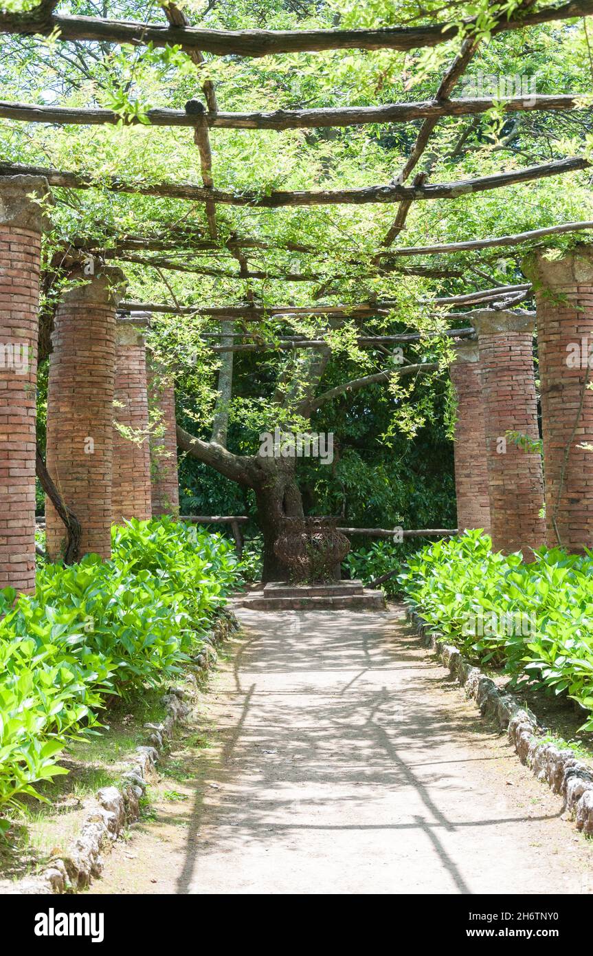 The Hortensia Avenue in the gardens of Villa Cimbrone, Ravello, Italy Stock Photo