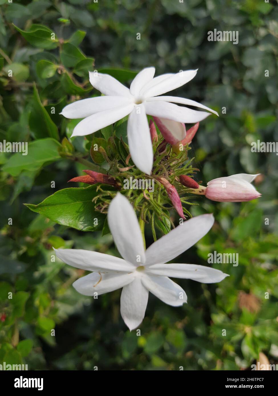 White delicate flowers of Jasmine shrubs and Vines in the olive family