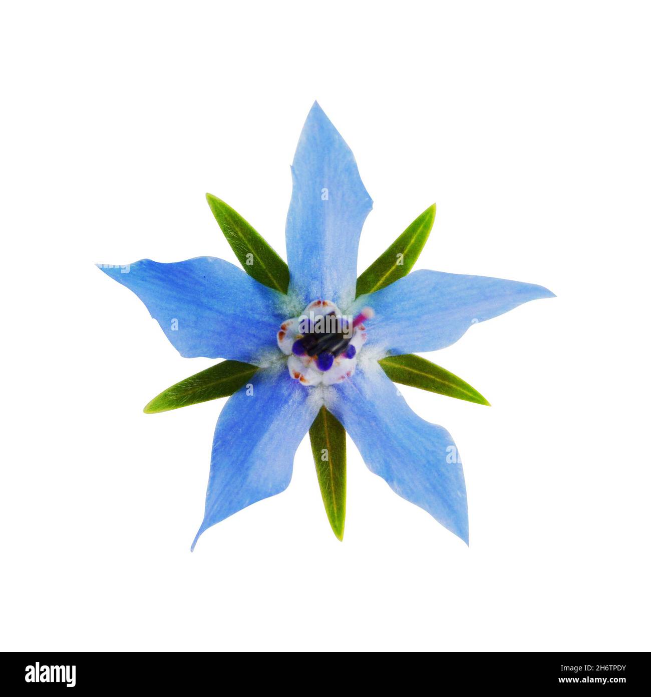 Borage flower isolated on white background. Blue flowers of Borage, Borago officinalis, Echium amoenum, starflower Stock Photo
