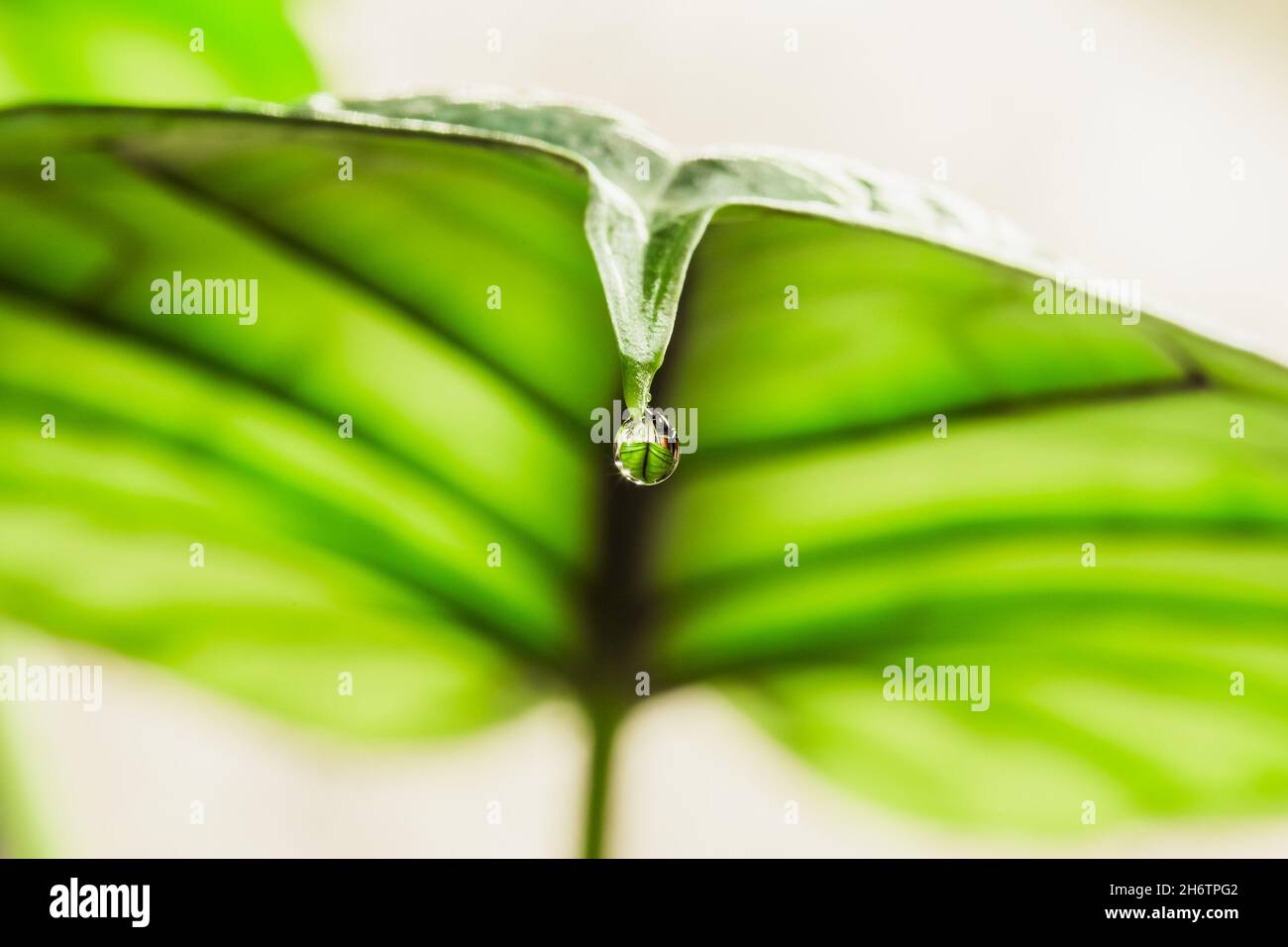 Water droplet on the tip of Alocasia leaf. Guttation is the process of removing water from the pores of plants caused by overwatering Stock Photo