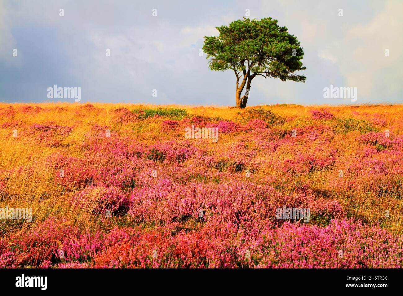 Purple heather field and single tree Quantock Hills in Somerset England UK Stock Photo