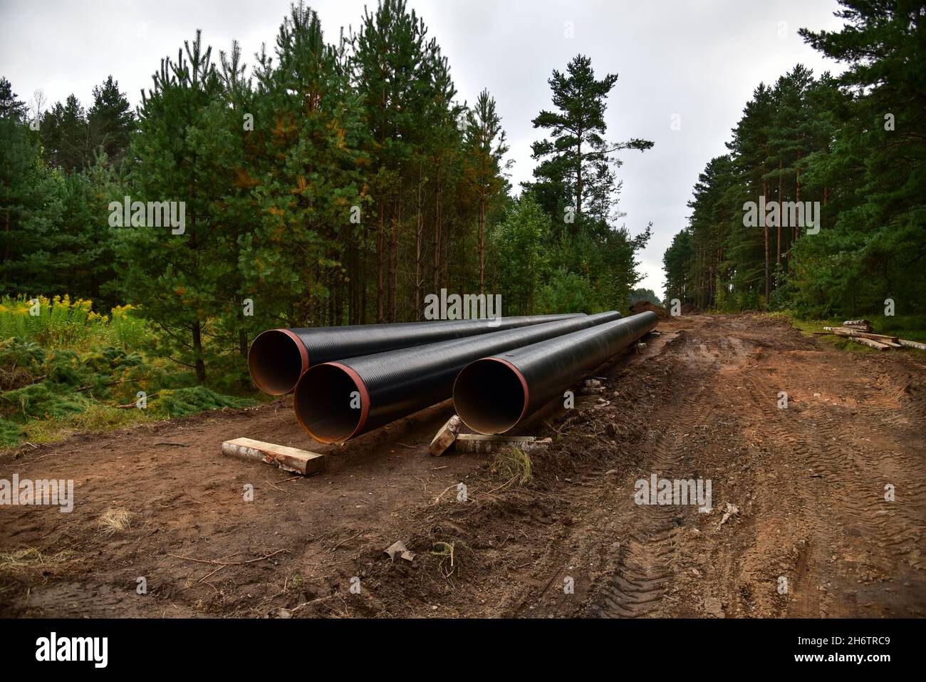 Natural gas pipeline construction work in forest area. Installation of ...