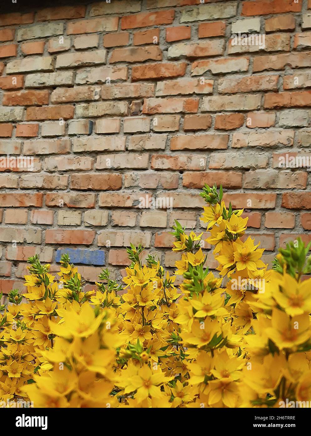 Flower wall texture hires stock photography and images Alamy