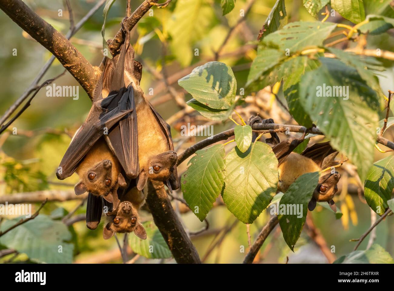 Strawcolored Fruit Bat Eidolon helvum, beautiful small mammal from