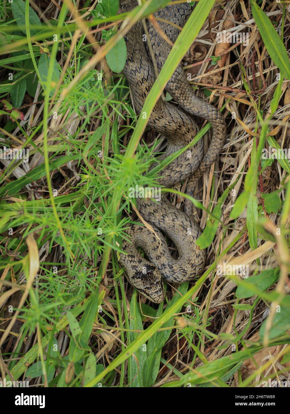 The smooth snake, Coronella austriaca in the grass in the National park Tara in western Serbia Stock Photo