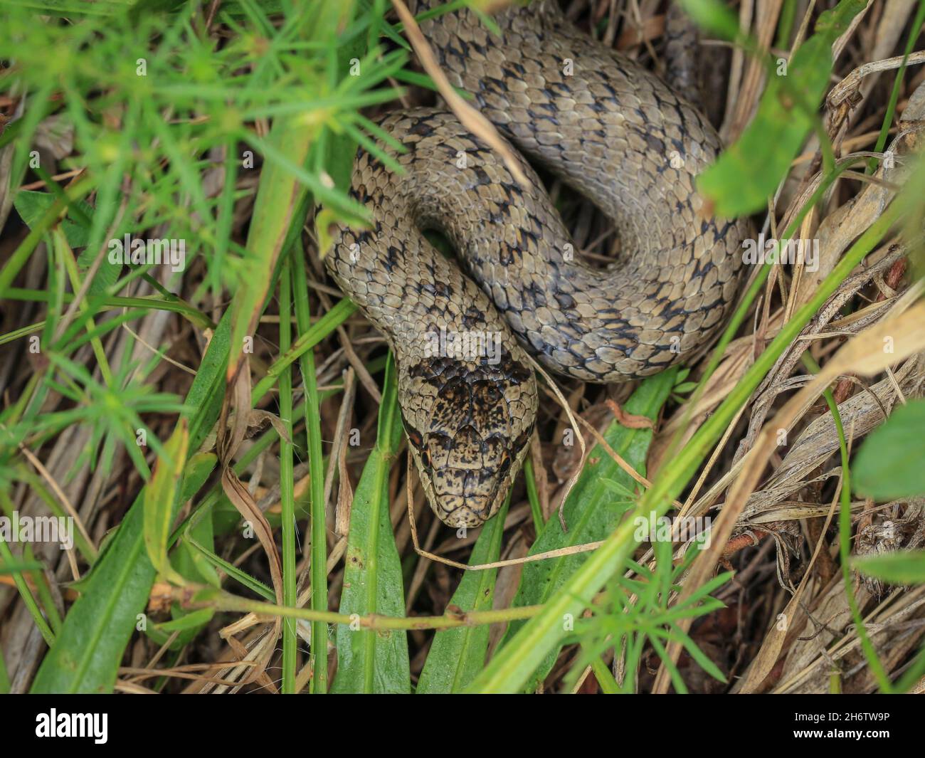 The smooth snake, Coronella austriaca in the grass in the National park Tara in western Serbia Stock Photo