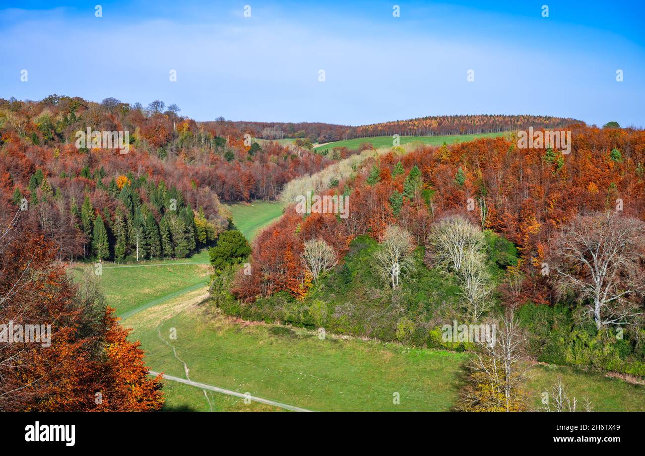 Trees in woodland and forest showing colours of Autumn (Fall) in mid November in Arundel Park in the South Downs, West Sussex, UK. British countryside Stock Photo