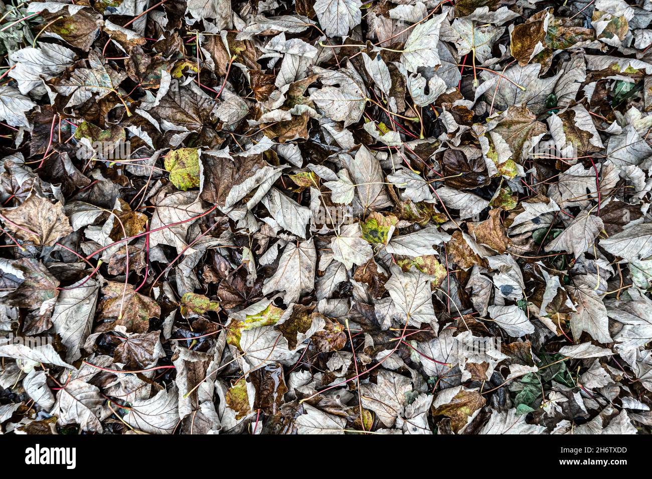 Dry fallen leaves Stock Photo