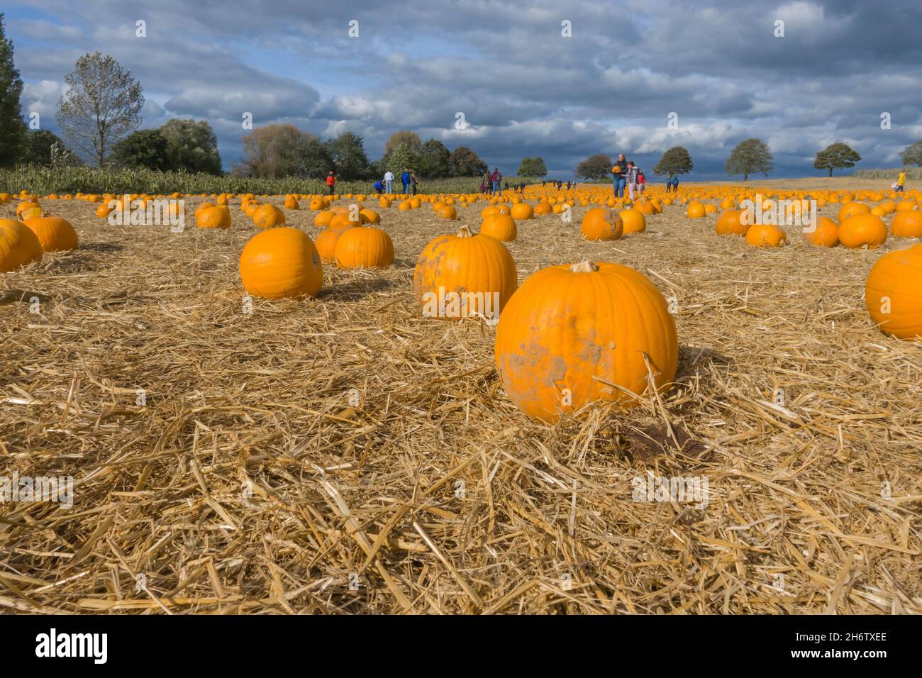 With Halloween aproaching families are out selecting their Pumpkins for the festivities, Devon UK. October 2021. Stock Photo
