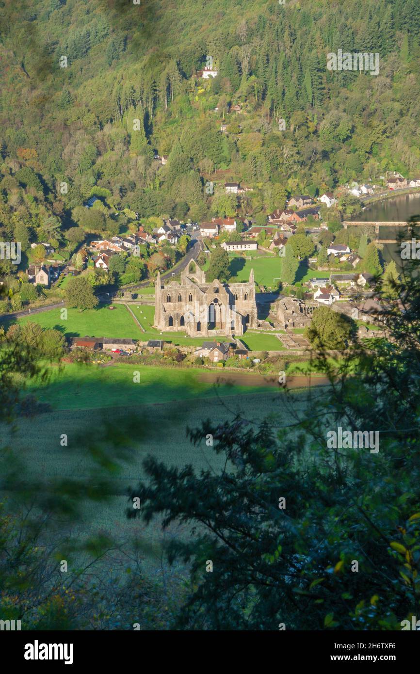12th century ruins of Tintern Abbey (Abaty Tyndyrn) perched on the Welsh bank of the river Wye, Tintern Monmouthshire UK. October 2021. Stock Photo