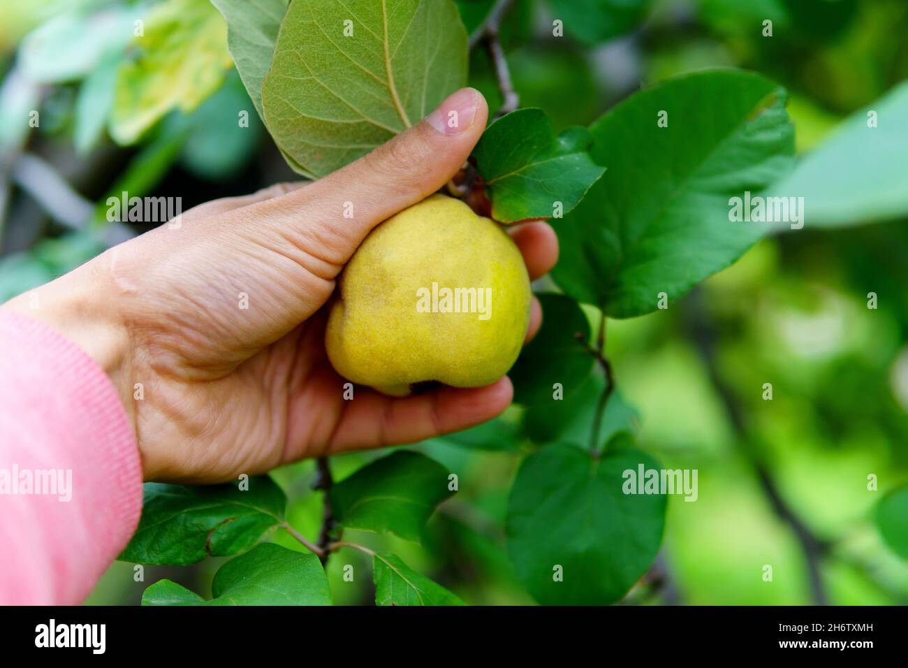 Quince fruits grow on a quince tree with green leaves. Selective focus