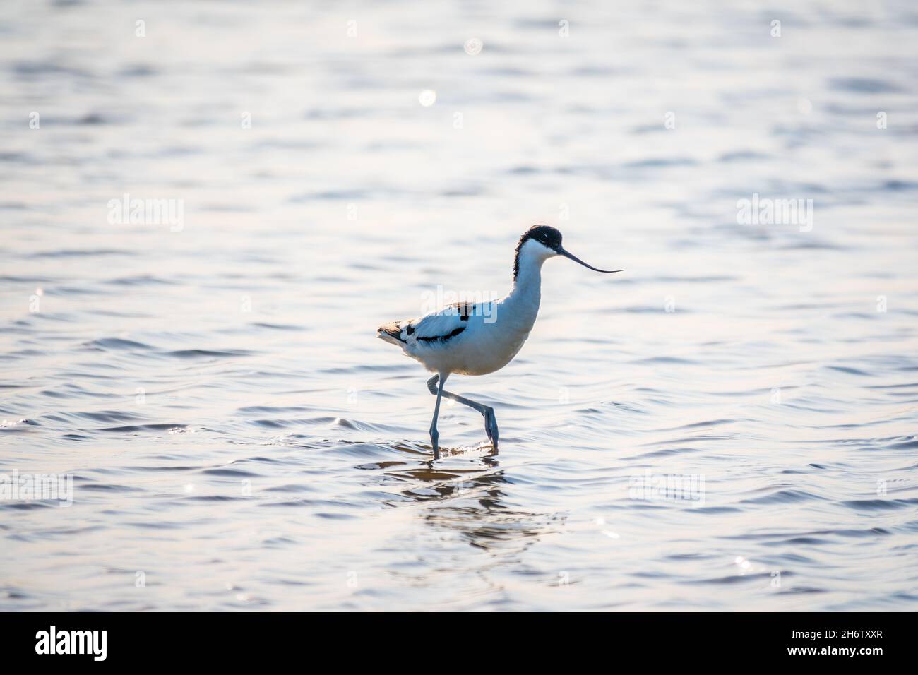 The pied avocet, Recurvirostra avosetta, is a large black and white ...