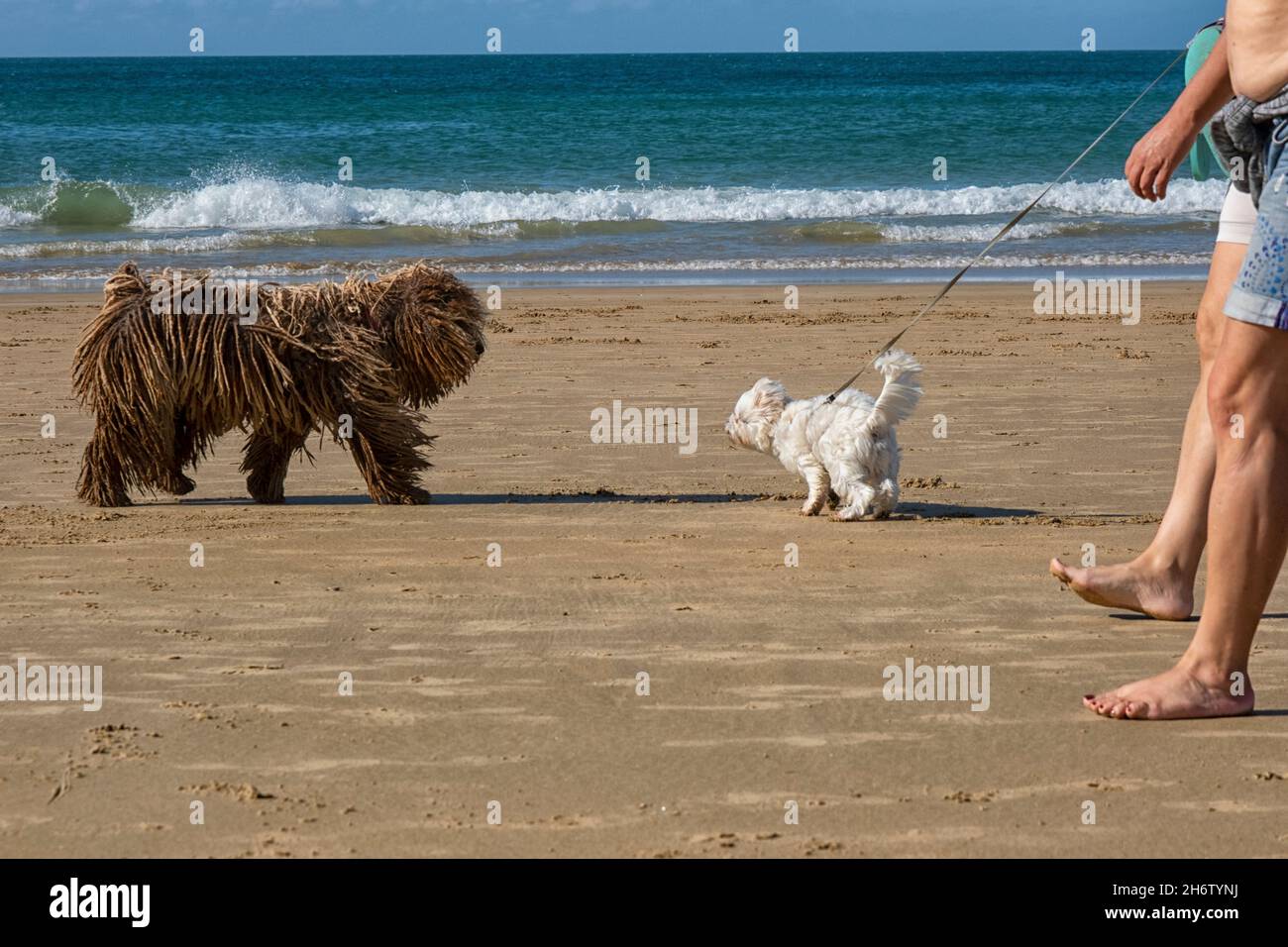 Large Komondor Hungarian sheepdog and small white terrier meet each other on the beach in Spain Stock Photo