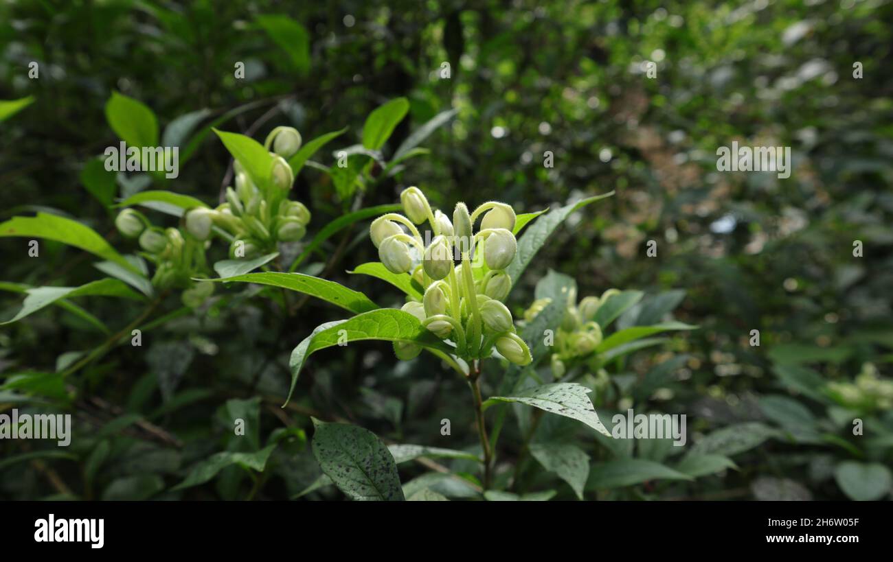Close up of rare and strange shape flower buds blooming at night annually in Sri Lanka Stock Photo