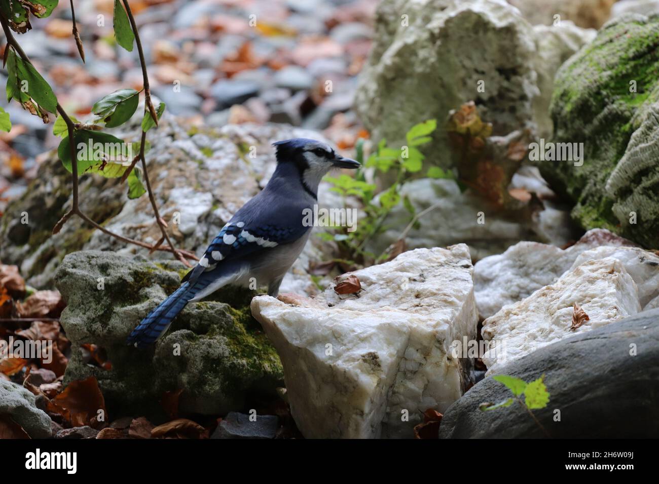 Closeup shot of a blue jay perched on a rock in Halifax, Germany Stock Photo