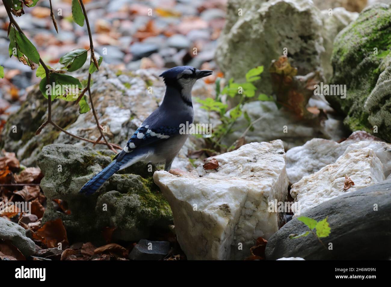 Closeup shot of a blue jay perched on a rock in Halifax, Germany Stock Photo