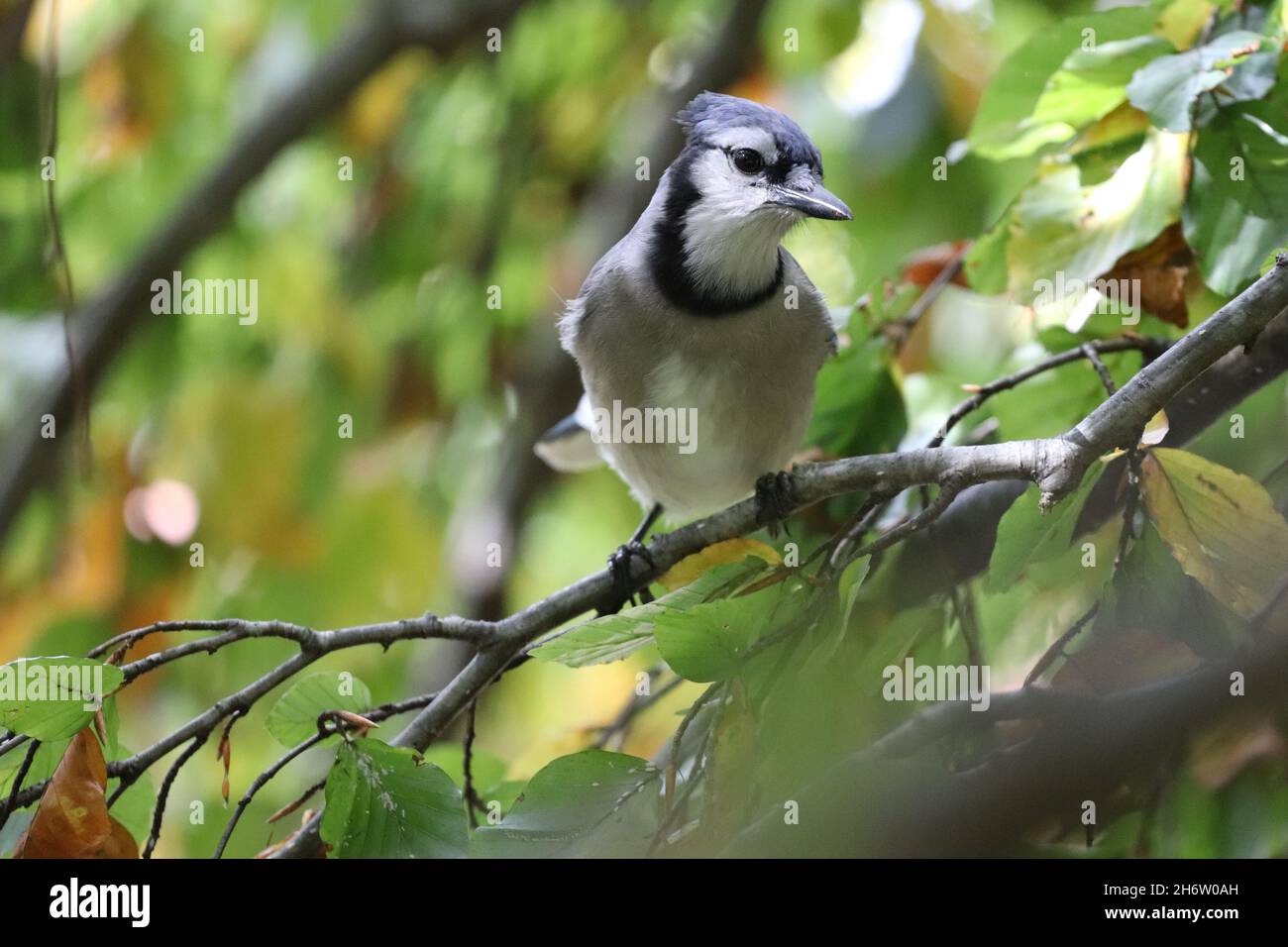 Closeup shot of a blue jay perched on a tree branch in Halifax, Germany Stock Photo