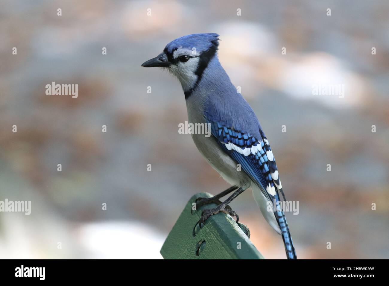 Closeup shot of a blue jay perched on the surface of a bench in Halifax, Germant Stock Photo