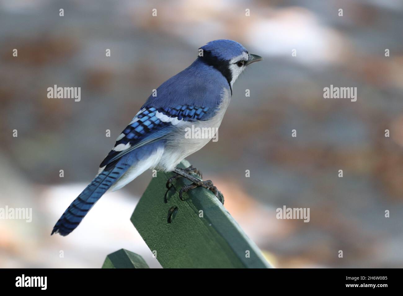 Closeup shot of a blue jay perched on the surface of a bench in Halifax, Germany Stock Photo