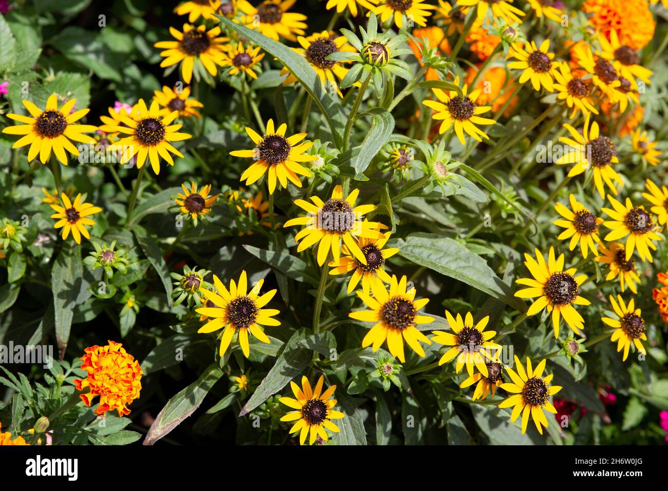 floral background with yellow flowers and green leaves. Rudbeckia fulgida Stock Photo