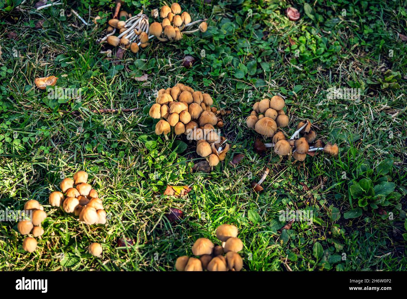group of wild mushrooms in autumn Stock Photo