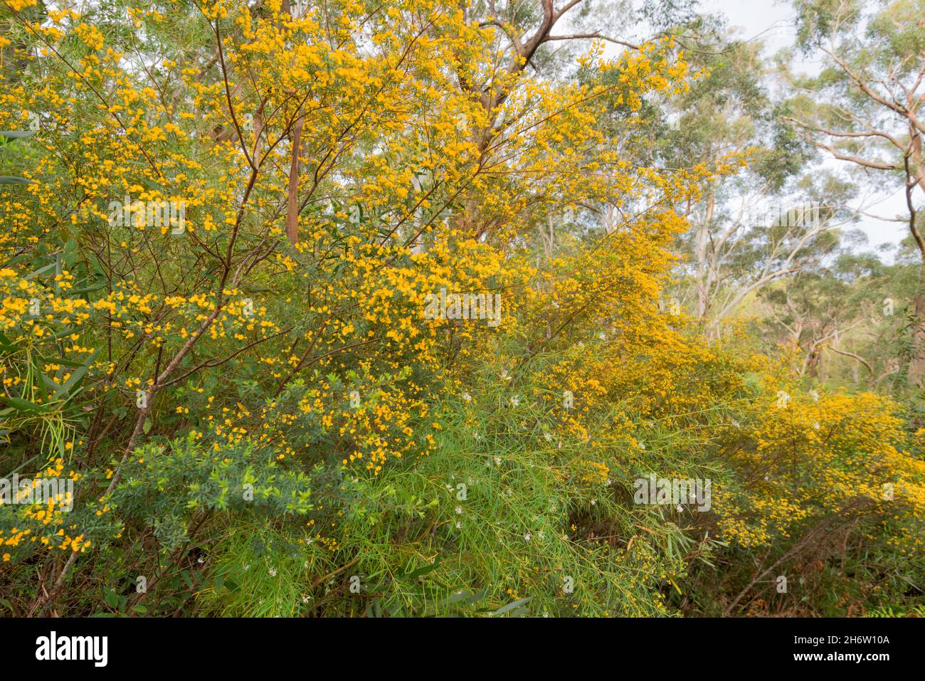 Golden Glory Pea, Broad Leaf Wedge Pea (Gompholobium latifolium) growing in Lane Cove National Park, Sydney, Australia Stock Photo