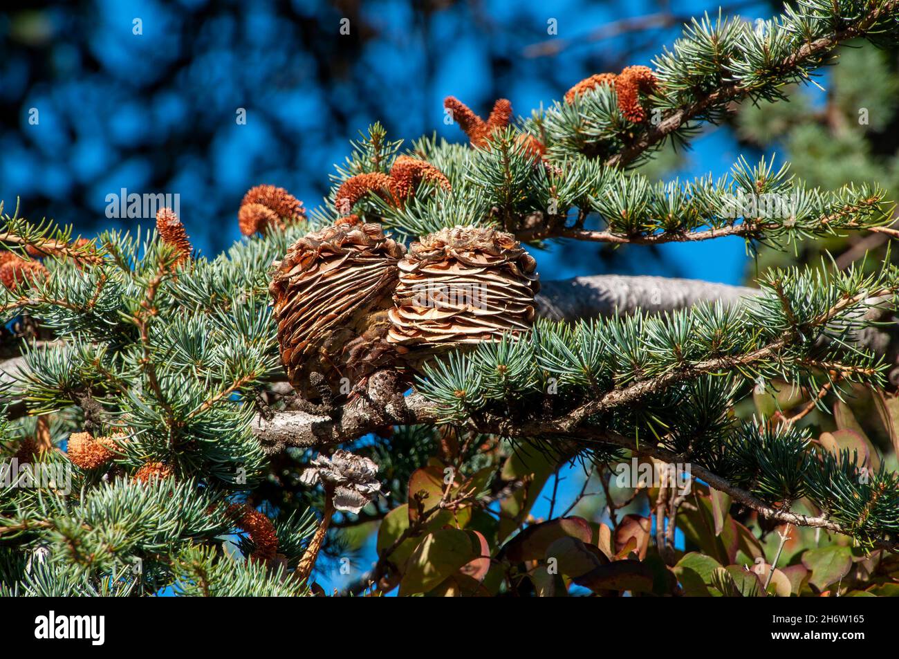 Hamilton Australia, pine cones on branch in afternoon sunshine Stock Photo