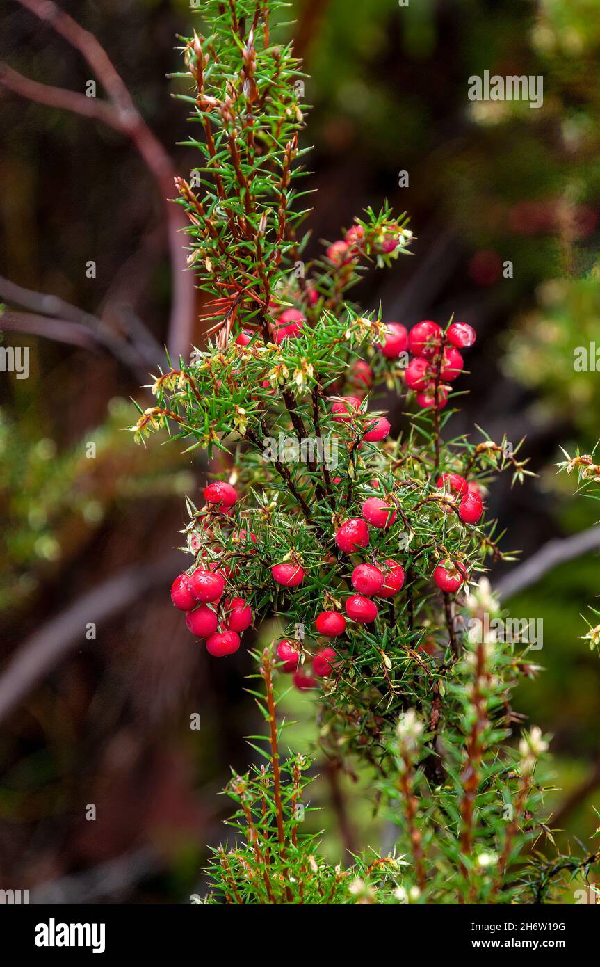 Lake St Clair Australia, bright pink berries of a leptecophylla juniperina Var cyathodes parvifolia or pink mountain-berry tree Stock Photo