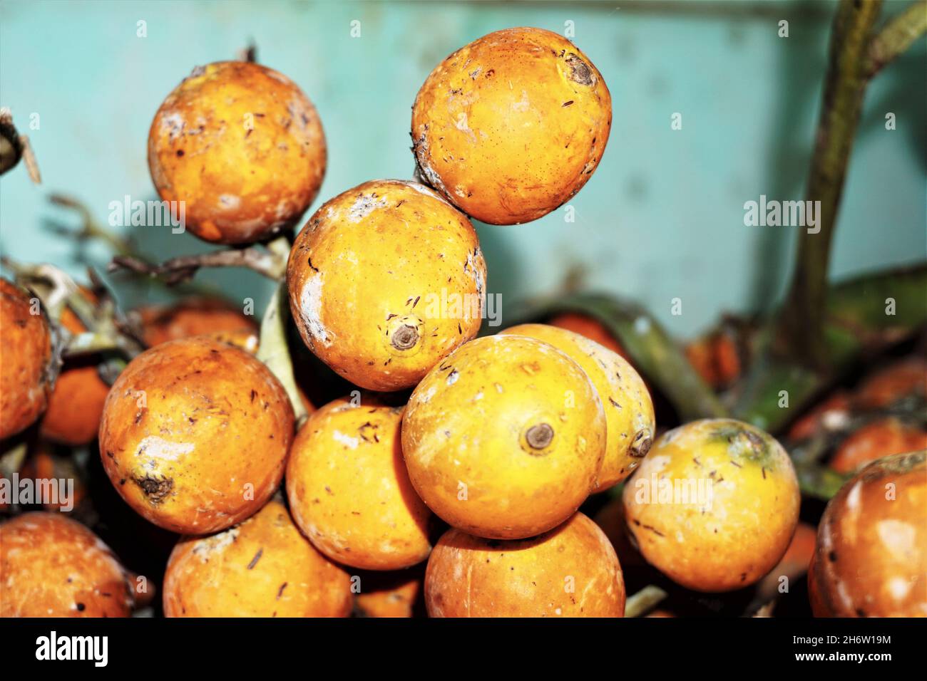 Betel nut is the seed of the fruit of the areca palm. It is also known