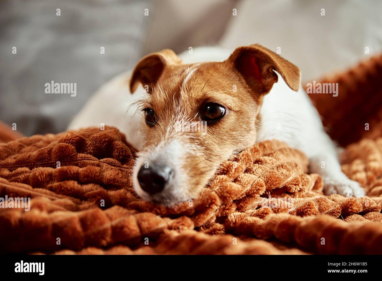 Tired dog sleep on couch. Lazy pet relaxed at home Stock Photo Alamy