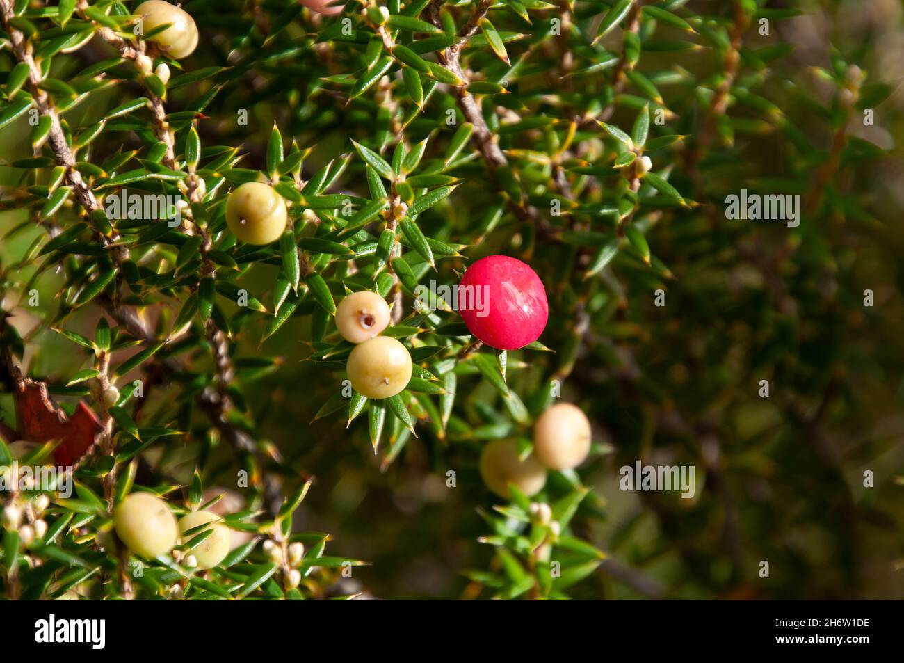 Lake St Clair Australia, close-up of a leptecophylla juniperina Var cyathodes parvifolia or pink mountain-berry tree Stock Photo