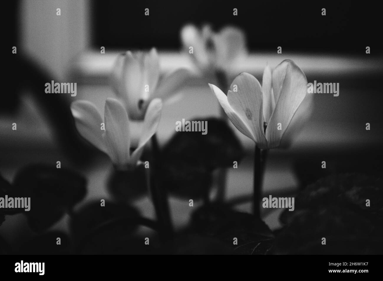 Grayscale of white flowers in the garden Stock Photo Alamy