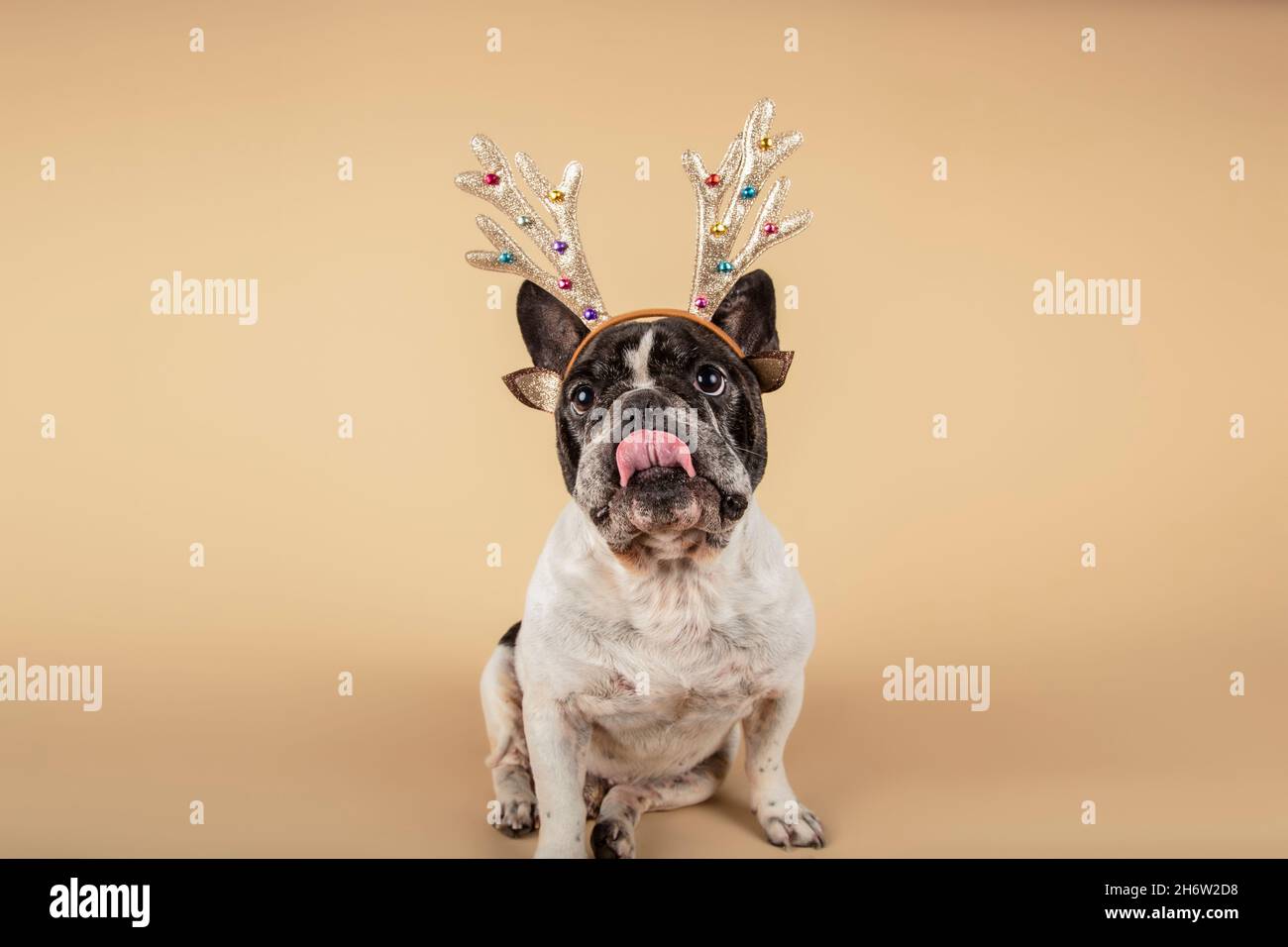 Dogs dressed for Christmas in reindeer costume Stock Photo Alamy